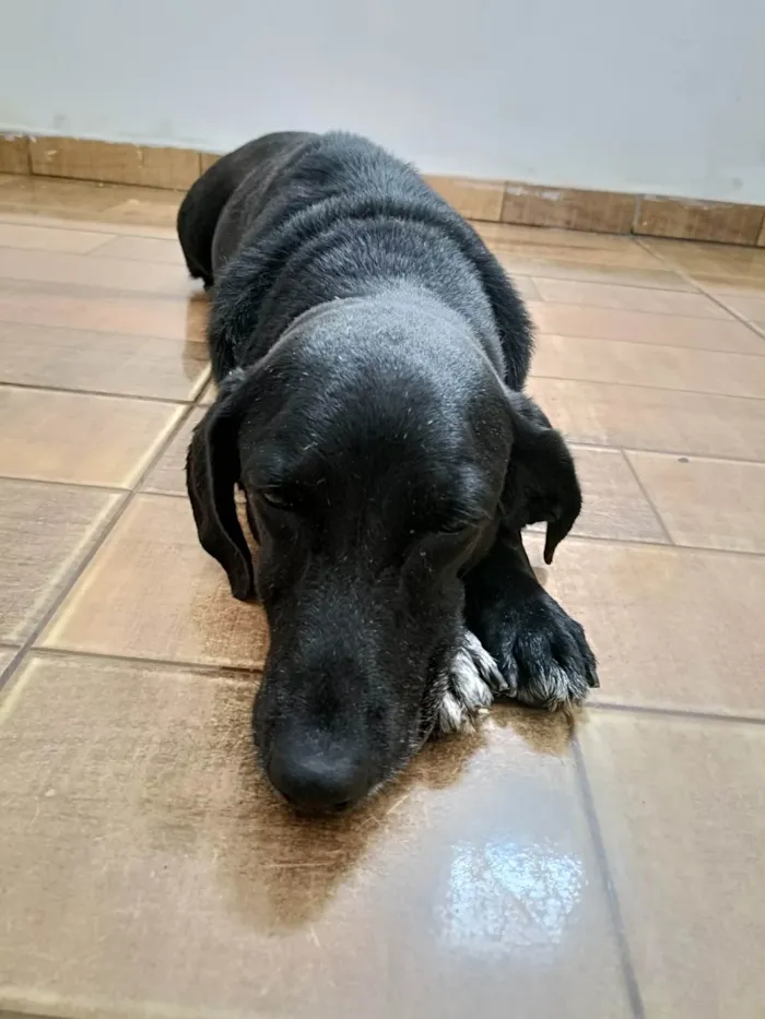 Cachorro ra a SRD-ViraLata idade 5 anos nome Morena 