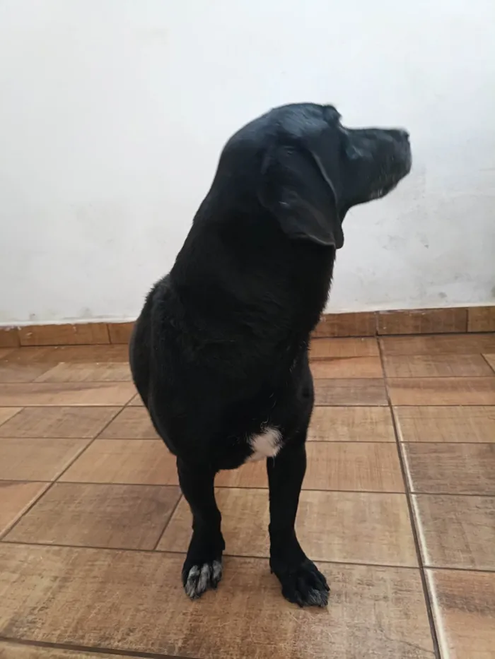 Cachorro ra a SRD-ViraLata idade 5 anos nome Morena 