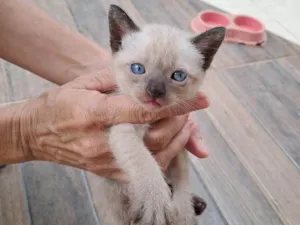 Gato raça Siamês idade Abaixo de 2 meses nome sem nome