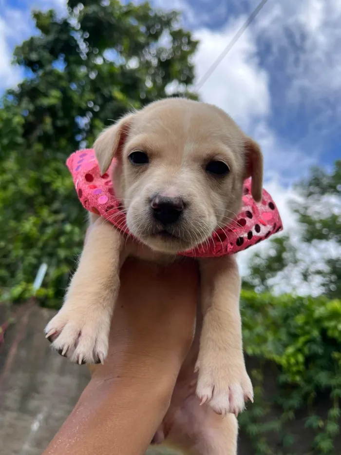 Cachorro ra a SRD-ViraLata idade Abaixo de 2 meses nome BEBE FEMEA/MACHO 5 FEMEAS 2 MACHOS 