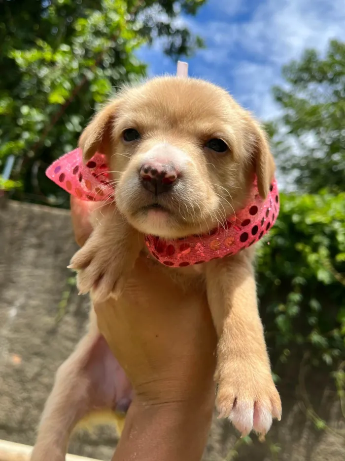 Cachorro ra a SRD-ViraLata idade Abaixo de 2 meses nome BEBE FEMEA/MACHO 5 FEMEAS 2 MACHOS 