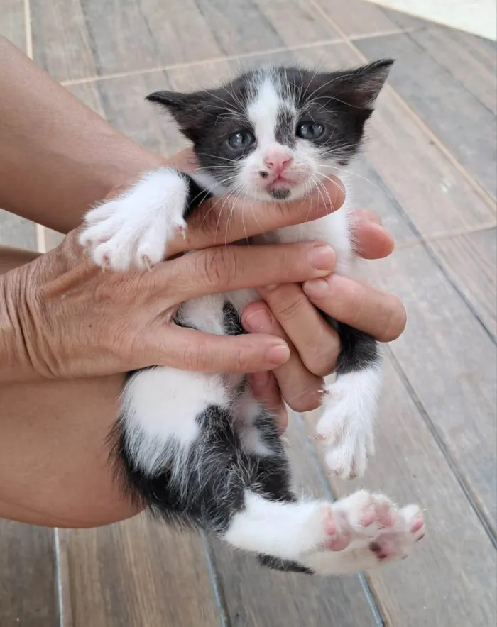 Gato ra a SRD-ViraLata idade Abaixo de 2 meses nome Sem nome 2