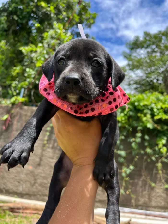 Cachorro ra a SRD-ViraLata idade Abaixo de 2 meses nome BEBE FEMEA/MACHO 5 FEMEAS 2 MACHOS 