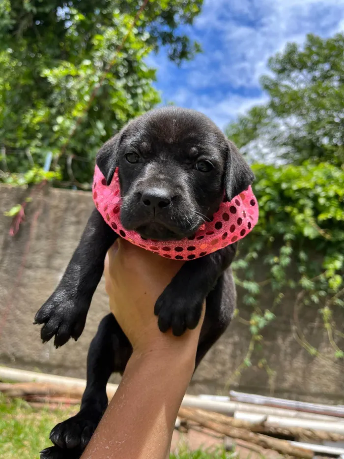 Cachorro ra a SRD-ViraLata idade Abaixo de 2 meses nome BEBE FEMEA/MACHO 5 FEMEAS 2 MACHOS 