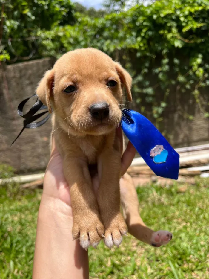 Cachorro ra a SRD-ViraLata idade Abaixo de 2 meses nome BEBE FEMEA/MACHO 5 FEMEAS 2 MACHOS 