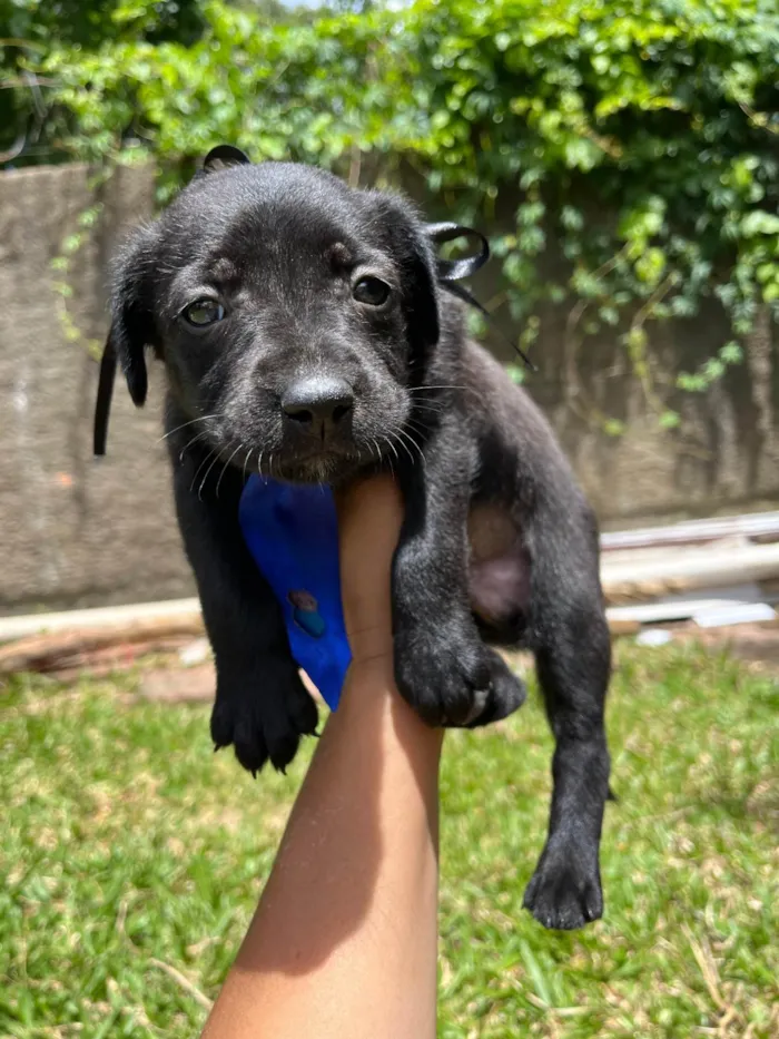 Cachorro ra a SRD-ViraLata idade Abaixo de 2 meses nome BEBE FEMEA/MACHO 5 FEMEAS 2 MACHOS 