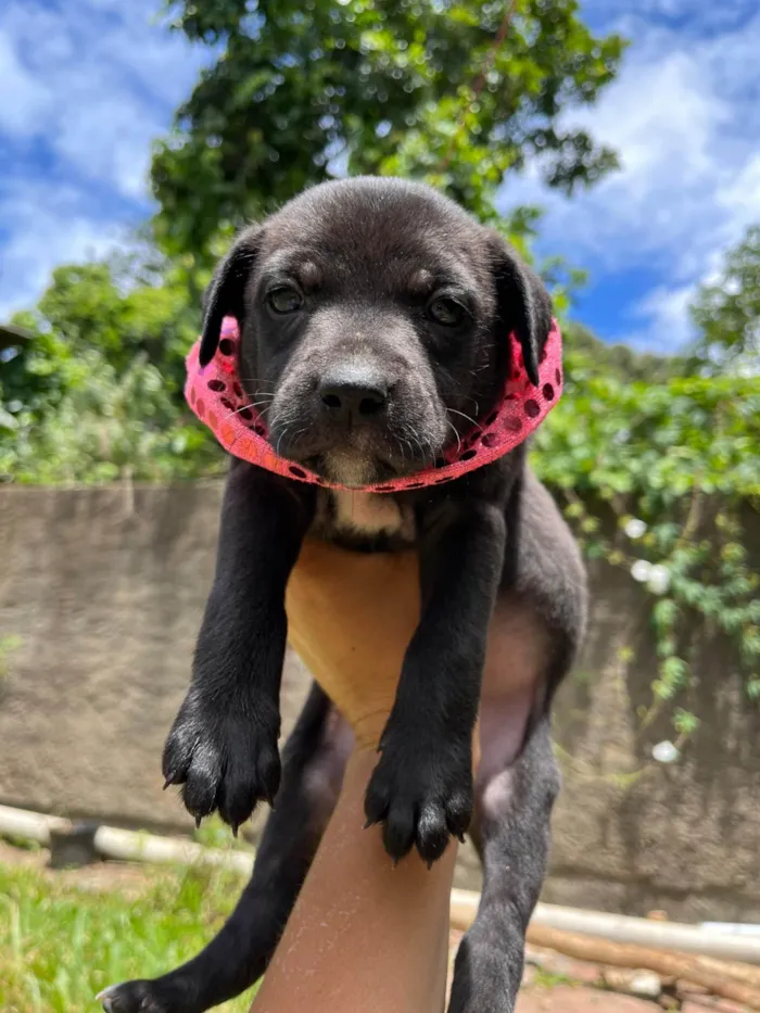 Cachorro ra a SRD-ViraLata idade Abaixo de 2 meses nome BEBE FEMEA/MACHO 5 FEMEAS 2 MACHOS 