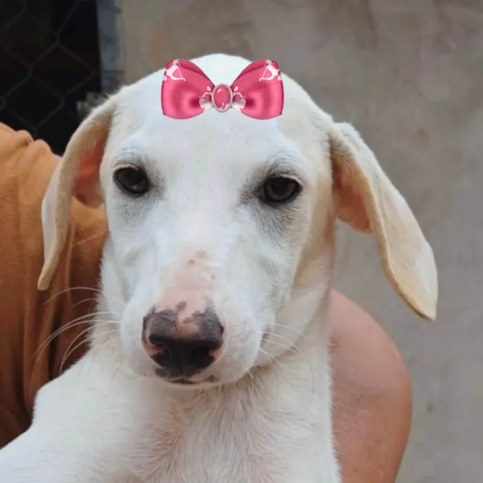 Cachorro ra a SRD-ViraLata idade 2 a 6 meses nome Liz 