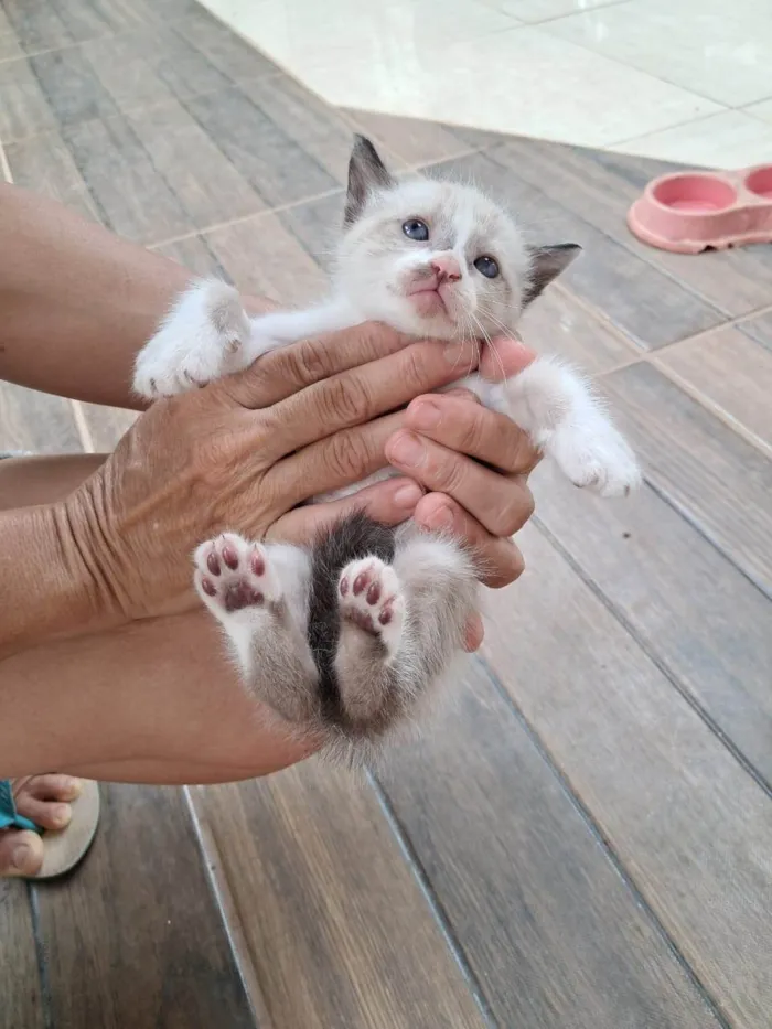 Gato ra a SRD-ViraLata idade 2 a 6 meses nome Sem nome 4