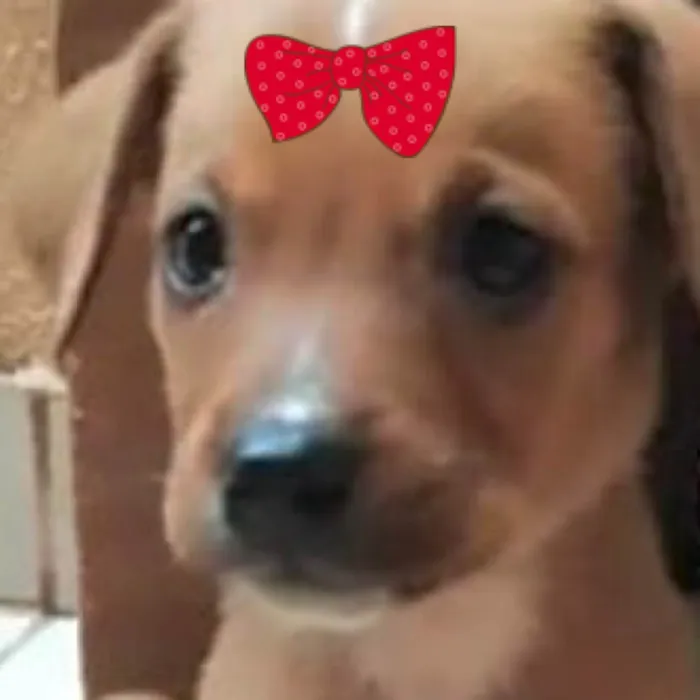 Cachorro ra a SRD-ViraLata idade Abaixo de 2 meses nome Sofia 