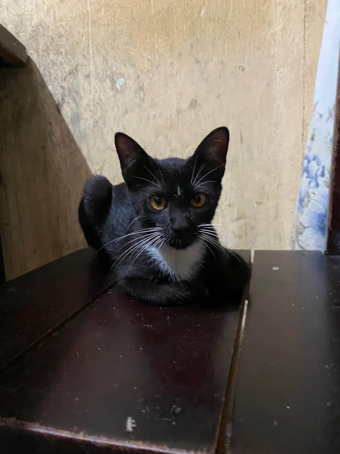 Gato ra a SRD-ViraLata idade 2 a 6 meses nome 2 gatas 1 gato