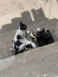 2 gatas 1 gato