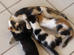 Gato raça SRD-ViraLata idade 2 a 6 meses nome 2 gatas 1 gato