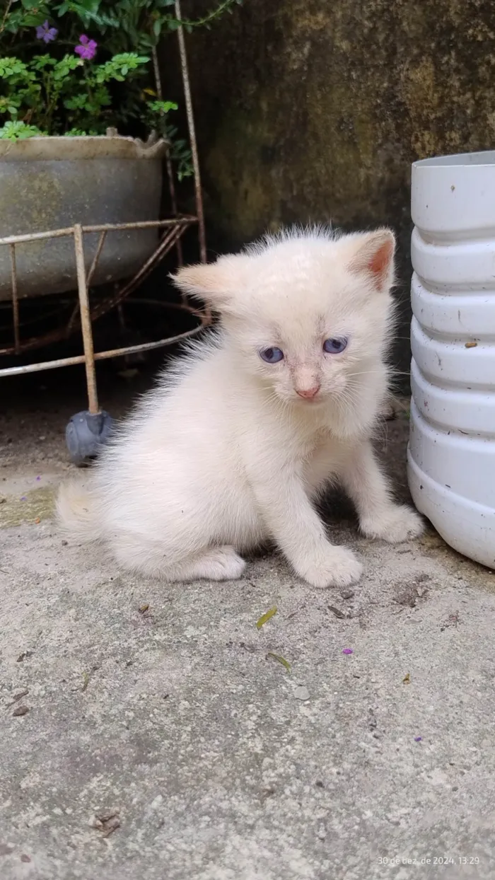 Gato ra a SRD-ViraLata idade Abaixo de 2 meses nome Gatinhos