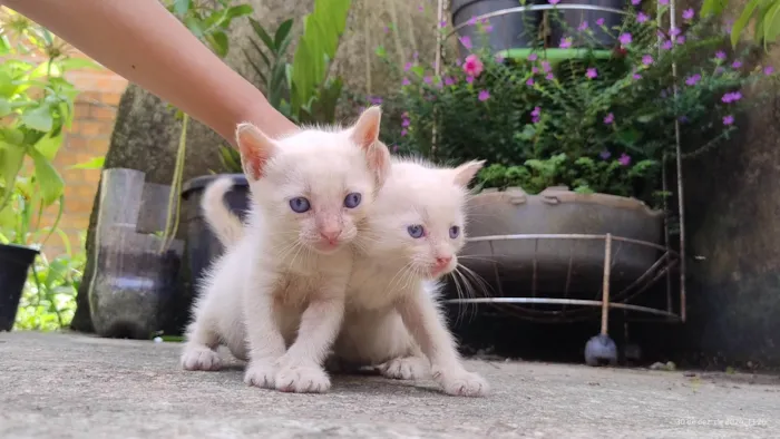 Gato ra a SRD-ViraLata idade Abaixo de 2 meses nome Gatinhos