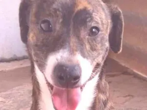 Cachorro raça SRD-ViraLata idade 2 anos nome Boris 