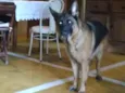 Cuca