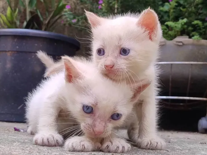 Gato ra a SRD-ViraLata idade Abaixo de 2 meses nome Gatinhos