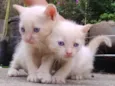 Gatinhos