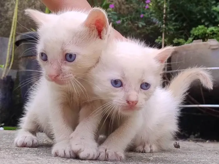 Gato ra a SRD-ViraLata idade Abaixo de 2 meses nome Gatinhos