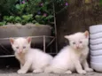 Gatinhos