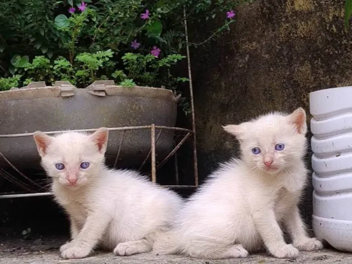 Gato ra a SRD-ViraLata idade Abaixo de 2 meses nome Gatinhos