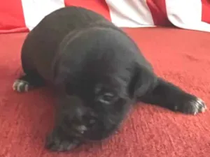 Cachorro raça SRD-ViraLata idade Abaixo de 2 meses nome Billy