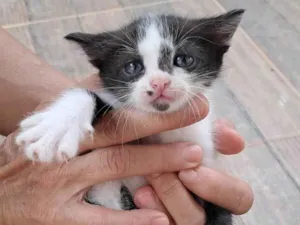 Gato raça SRD-ViraLata idade Abaixo de 2 meses nome Sem nome 2