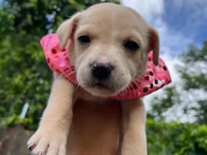 Cachorro raça SRD-ViraLata idade Abaixo de 2 meses nome BEBE FEMEA/MACHO 5 FEMEAS 2 MACHOS 