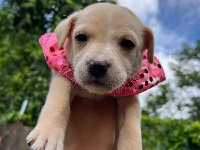 Cachorro ra a SRD-ViraLata idade Abaixo de 2 meses nome BEBE FEMEA/MACHO 5 FEMEAS 2 MACHOS 