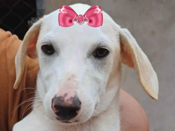 Cachorro ra a SRD-ViraLata idade 2 a 6 meses nome Liz 