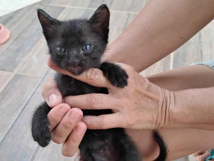 Gato ra a SRD-ViraLata idade 2 a 6 meses nome Sem nome 3