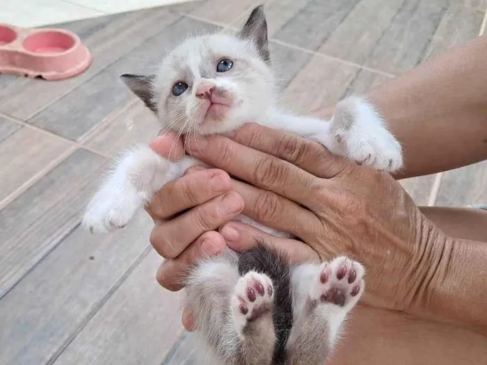 Gato ra a SRD-ViraLata idade 2 a 6 meses nome Sem nome 4