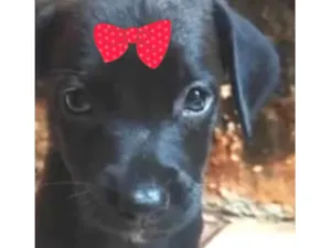 Cachorro raça SRD-ViraLata idade Abaixo de 2 meses nome Rubi 