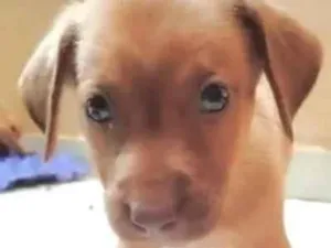 Cachorro raça SRD-ViraLata idade Abaixo de 2 meses nome Fred 