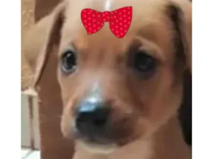 Cachorro raça SRD-ViraLata idade Abaixo de 2 meses nome Sofia 