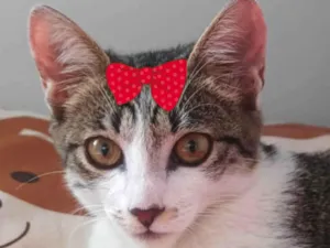 Gato raça SRD-ViraLata idade 2 a 6 meses nome Tina 