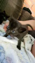 Gata