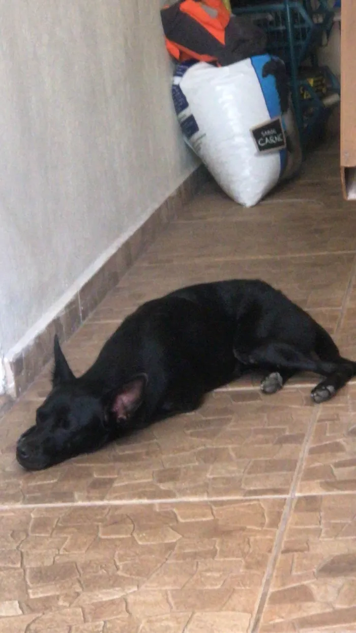 Cachorro ra a SRD-ViraLata idade 1 ano nome tempestade