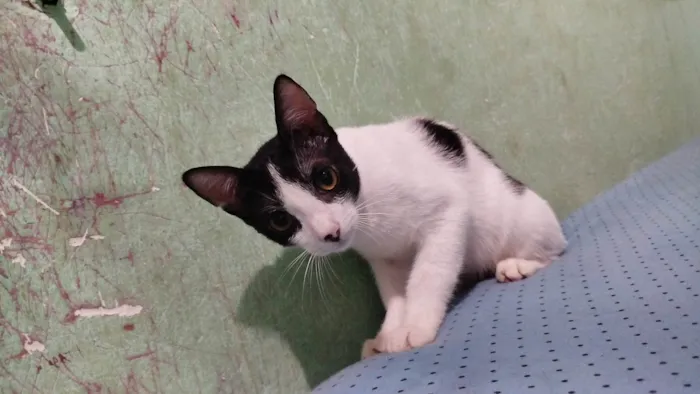 Gato ra a Exótico idade 2 a 6 meses nome Bola preta