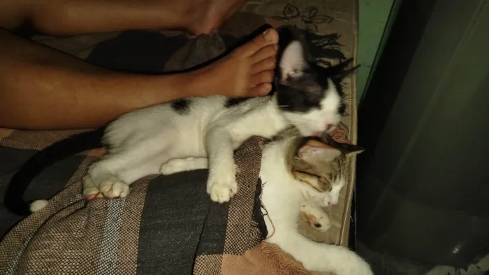 Gato ra a Exótico idade 2 a 6 meses nome Bola preta