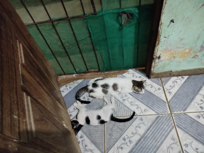 Gato ra a Exótico idade 2 a 6 meses nome Bola preta