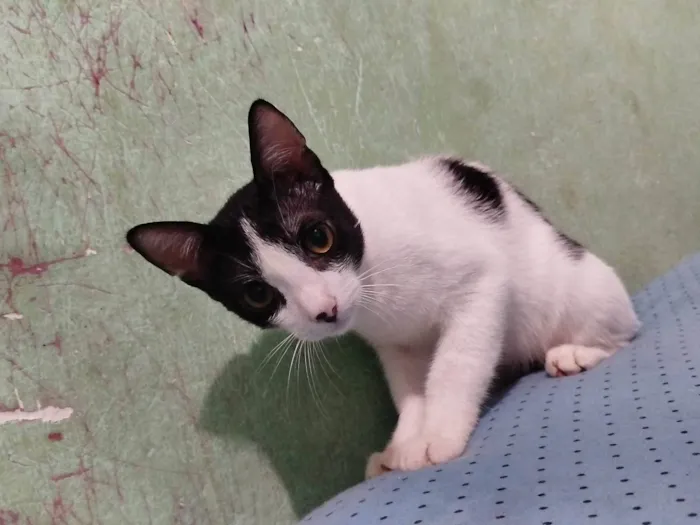 Gato ra a Exótico idade 2 a 6 meses nome Bola preta