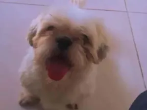 Cachorro raça Shitzu idade 4 anos nome Bobby