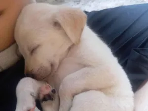 Cachorro raça SRD-ViraLata idade Abaixo de 2 meses nome Não tem nome ainda