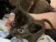 Gata