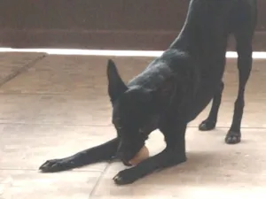 Cachorro raça SRD-ViraLata idade 1 ano nome tempestade