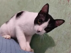 Gato raça Exótico idade 2 a 6 meses nome Bola preta