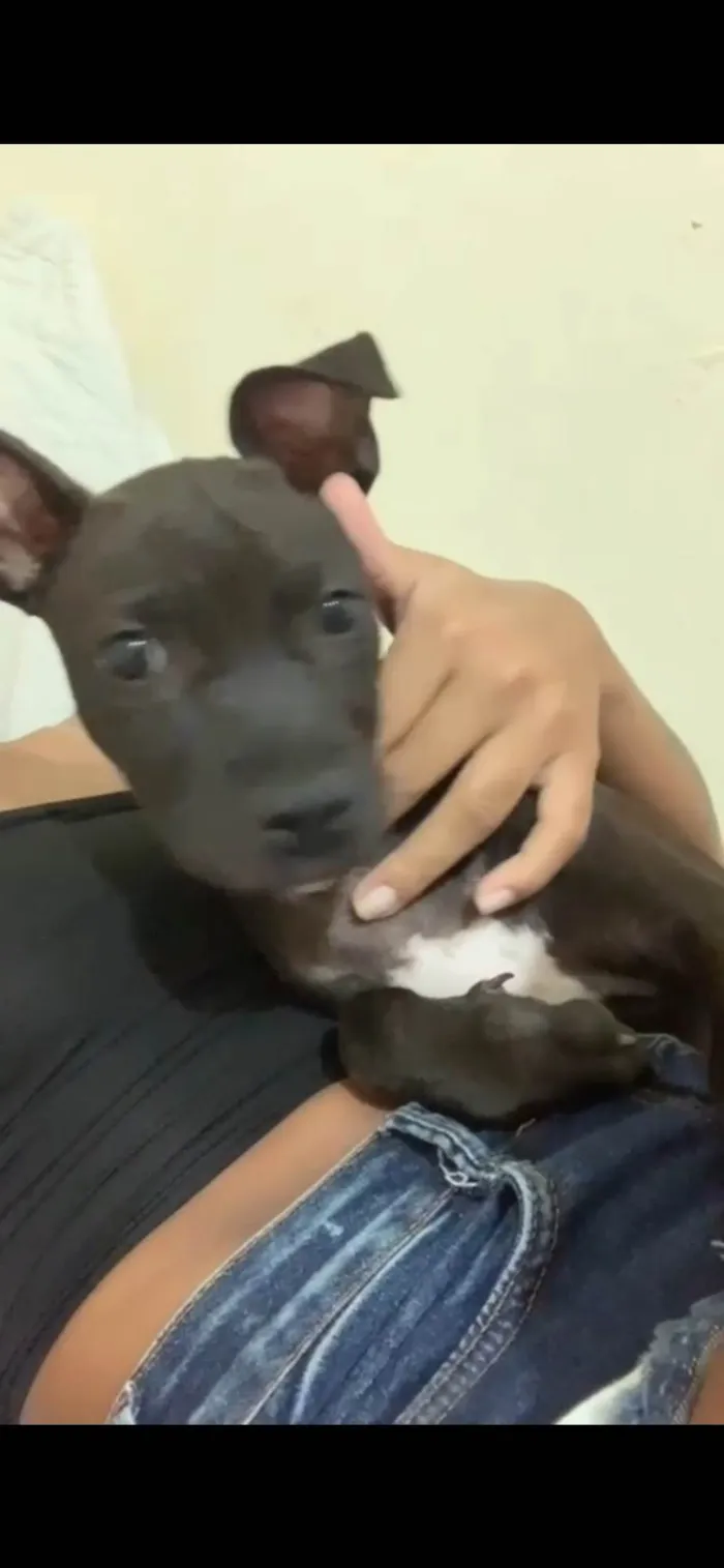 Cachorro ra a SRD-ViraLata idade 2 a 6 meses nome Bela 