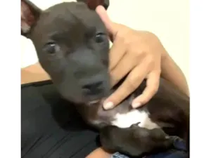 Cachorro raça SRD-ViraLata idade 2 a 6 meses nome Bela 